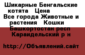 Шикарные Бенгальские котята › Цена ­ 25 000 - Все города Животные и растения » Кошки   . Башкортостан респ.,Караидельский р-н